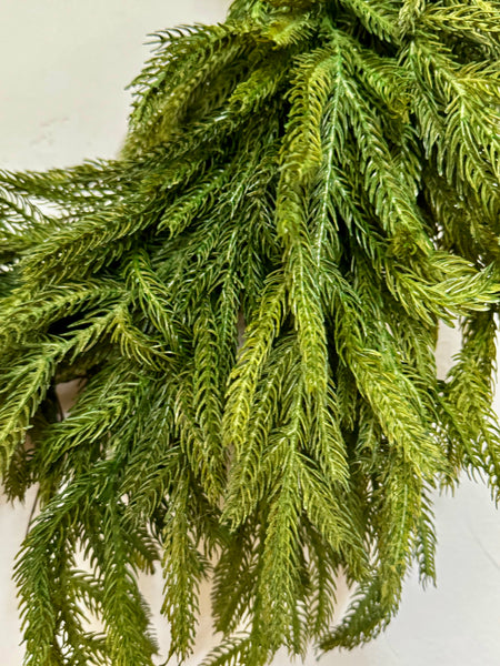 Norfolk Pine