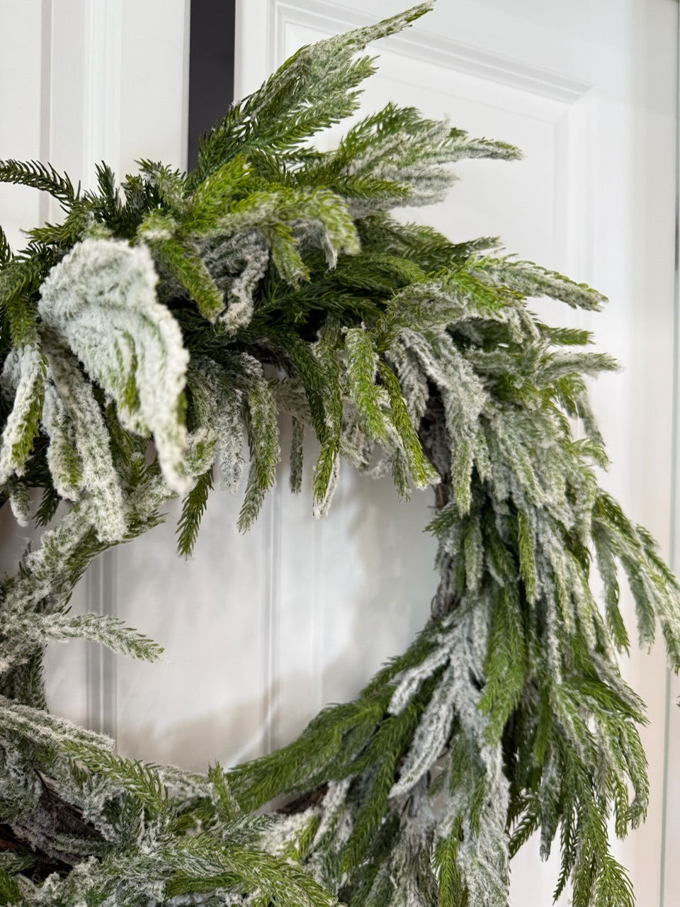 24" Flocked Norfolk Pine