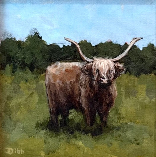 Highland Cow