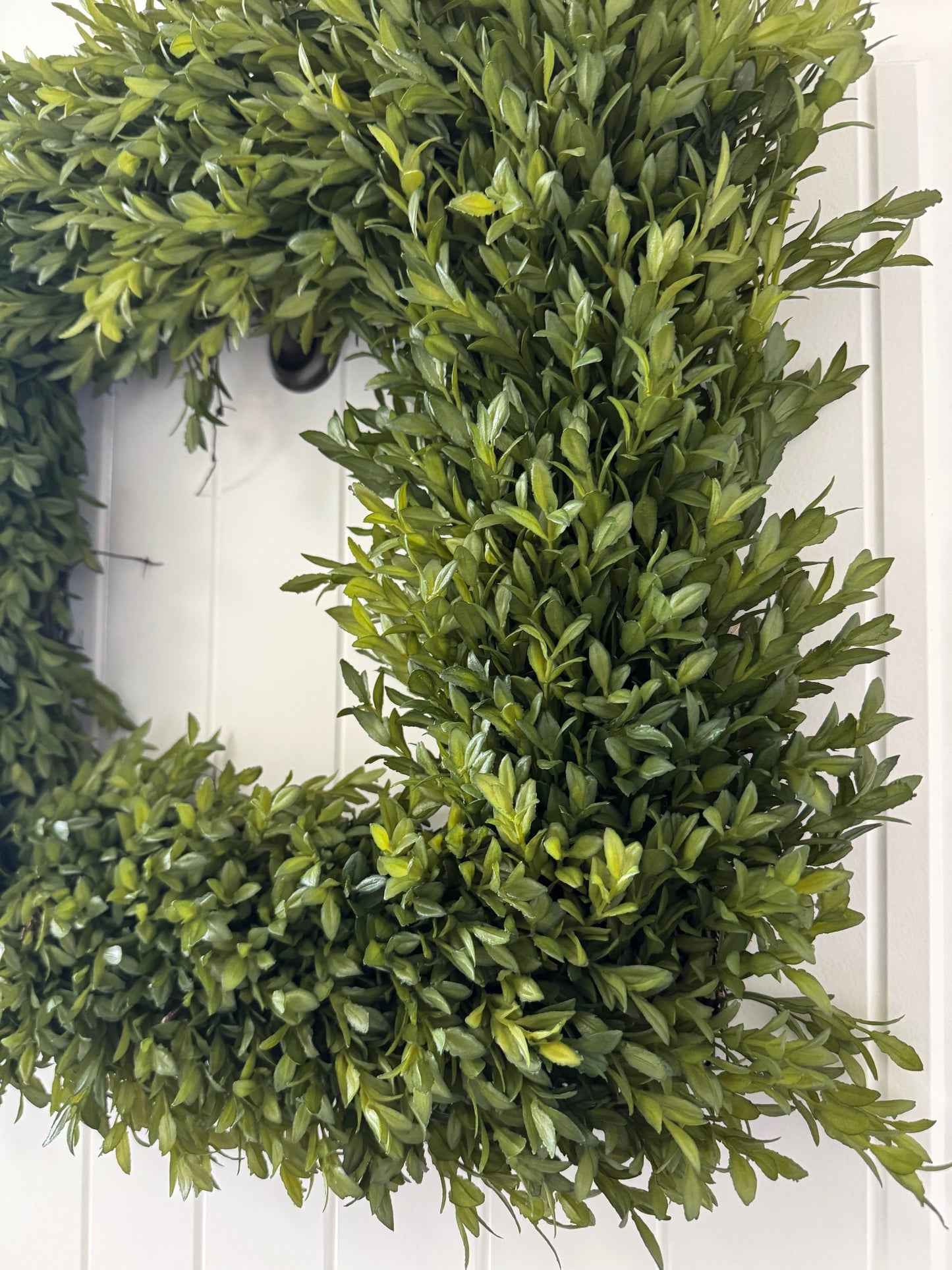 18" Square Boxwood