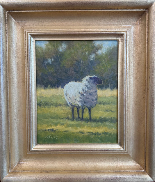 Serene Sheep