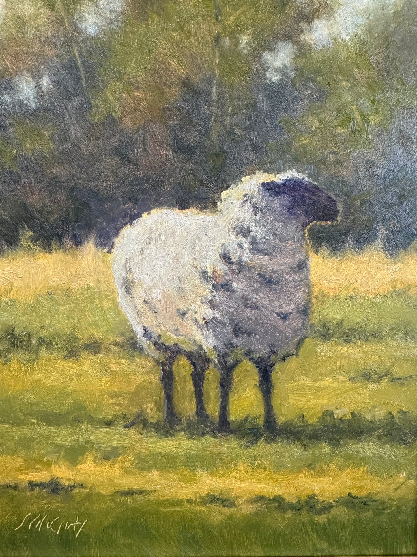 Serene Sheep